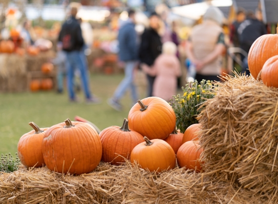 Close up of pumpkins on a hay bale